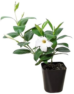 Mandevilla Blanca Planta Natural Trepadora de Flores Intensas