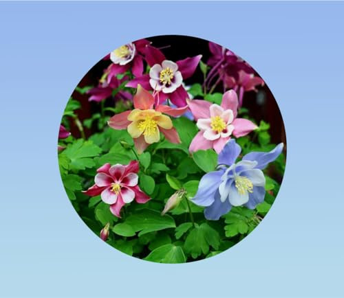 450 Graines d'Ancolie Mc Kana Mixte - Longues Fleurs Bicolores - Idéales Massifs & Jardin- Facile à cultiver