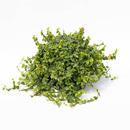 Vivai le Georgiche - Pianta vera di Ficus repens - vaso Ø 24 cm