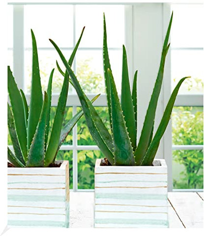 BALDUR Garten Echte Aloe Vera, 1 Pflanze, im 10,5 cm-Topf, Luftreinigende Zimmerpflanze, Gel vielseitig verwendbar, Grünpflanze, mehrjährig - frostfrei halten, Aloe barbadensis