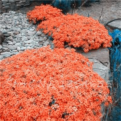 Graines de Phlox des montagnes Heerloom, bonsaï, vase, fleur, plan, pour, couvre-sol, maison, décoration, jardin