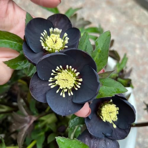 christrosen blumenbeet balkon sommerblumen bonsai topf blumenwiese herbstaussaat mehrjährig exotische zimmerpflanzen balkonpflanzen frühling balkongewächshäuser schnittblumen 500samen