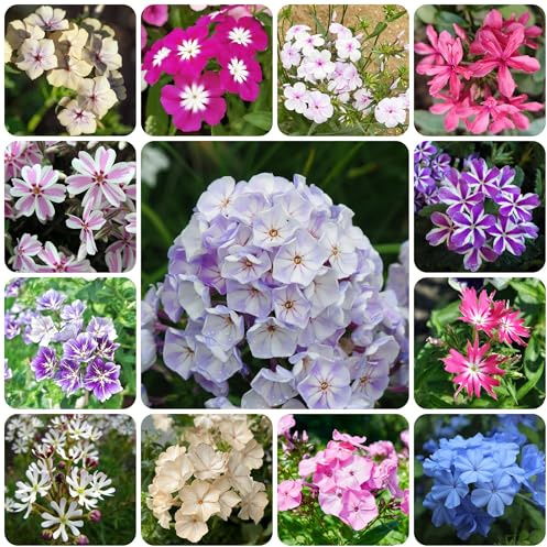 semi di phlox - phlox ombra semi di selvatici d'appartamento rare decorazione organica per balcone Decorazioni autunnali per un giardino resistente 650semi