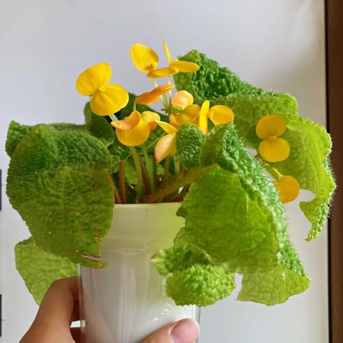 begonie semi di perenni di primavera trepadora trepadora begonie ghiaccio semi interni arbusto boffie tagliate reali in 100pcs