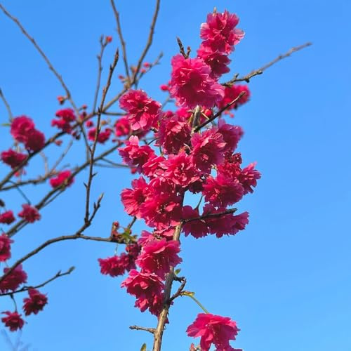 kirschblütenbaum kaufen zimmerbonsai zierkirsche, prunus serrulata, züchten balkon winterharte 100samen