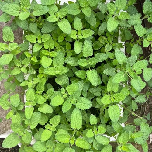katzenminze zimmerpflanze gartenkräuter büropflanzen wildblumensamen winterharte kübelpflanzen gartendeko für draußen bonsai blumensamen balkon frühlingsblumen wildkräuter 10samen