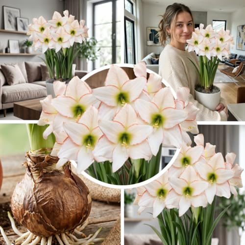 FLORIUM Amaryllis Picotee Zwiebel, 1 Blumenzwiebel in Großformat 26/30, Exklusive, Blumenzwiebeln, Pflanzen und Blumen aus Holland, Echte Hippeastrum Zwiebeln (keine Samen, Wachs und nicht künstlich)