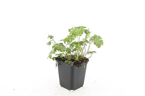 Geranio 'Cambridge', Planta Tapizante Jardín, Flores Rosas, Pack de 24