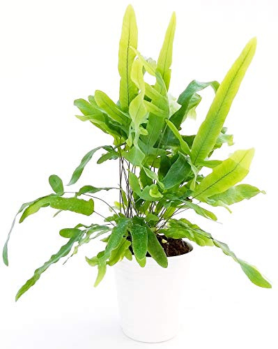 POWERS TO FLOWERS - FELCE PHLEBODIUM AUREUM BLUE STAR IN VASO CERAMICA BIANCO, pianta vera
