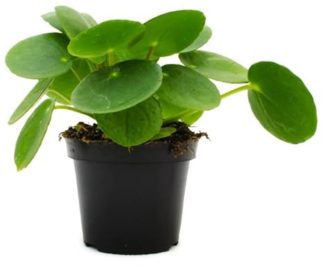 DECOALIVE Planta de Interior Pilea Peperomioides Planta del Dinero China Planta Misionera