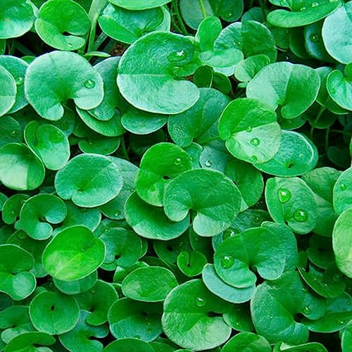 La zappa Semi di prato piante per orto e giardino coltivazione domestica e professionale (Dicondra)