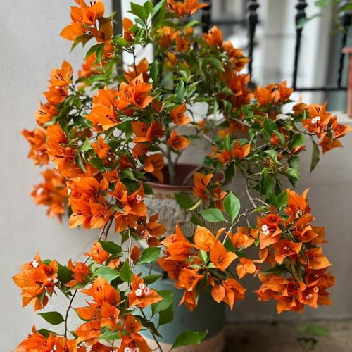 bougainvillea kaufen seltene zimmerpflanzen drillingsblume hängepflanzen zaun deko vines zierblumen für sonnige plätze gartendeko für draußen kräuterpflanzen 100samen