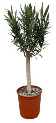 Rosenlorbeer – Nerium Oleander auf Stiel 110cm – Ø22cm – Immergrüne Kübelpflanze mit roten Blüten – Mediterrane Zierpflanze für Garten, Terrasse & Balkon – Duftend & pflegeleicht