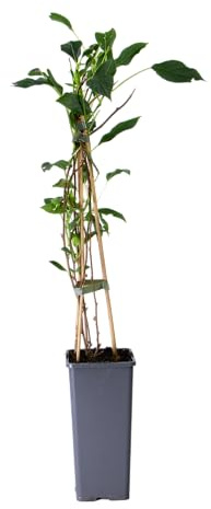 mgc24 Kletterpflanze Nutzpflanze Actinidia arguta, Issai, Scharfzähniger Strahlengriffel, Kiwi im 2l-Container 1 Pflanze