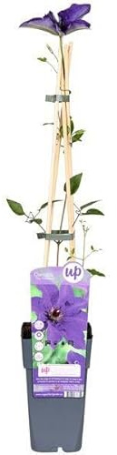 Waldrebe – Clematis 'The President' – Ø15cm – 65cm – Kletterpflanze mit lila Blüten – ideal für Pergolen, Zäune & Rankhilfen