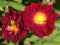 Red Rugosa Rosa, Rosa rugosa rubra, semi Arbusto (Veloce, Hardy, fragrante, commestibili) (30)