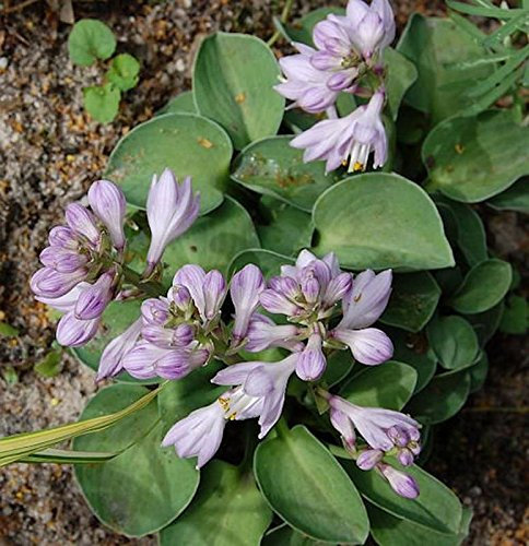 Blaugrüne Funkie Blue Mouse Ears - Hosta tokudama - lebende Gartenpflanze aus den Baumschulen