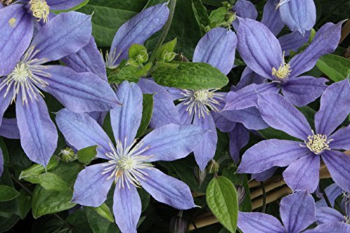 Clematis integrifolia 'Arabella' 60–100 cm – Winterhart, Mehrjährig, Pflegeleicht – Stauden-Clematis – Staude für Beet & Kübel