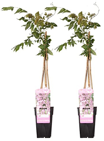 Bloomique - Set di 2 - Wisteria floribunda ‘Rosea’ - Glicine rampicante - Rosa - Rampicante - Pianta da giardino - Resistente al freddo - Alta 50-70 cm - Vaso da 15 cm