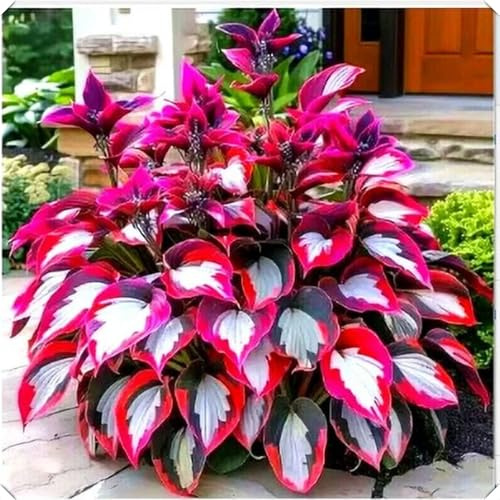 Mysteriöse magische Glühbirne, Winterhart zwiebeln,2 years - Winterhart pflanzen, Garden-6 Funken Hosta Rhizom-C