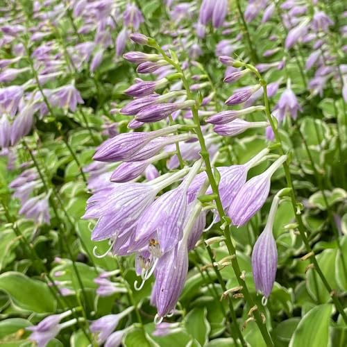 semillas resistentes de hosta, interior para exterior, 400pcs