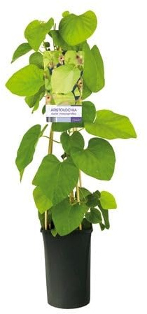 Pfeifenwinde (Aristolochia macrophylla) 30–50 cm – winterharte Kletterpflanze, große Blätter, schnell wachsend, ideal für Fassade, Pergola & Sichtschutz