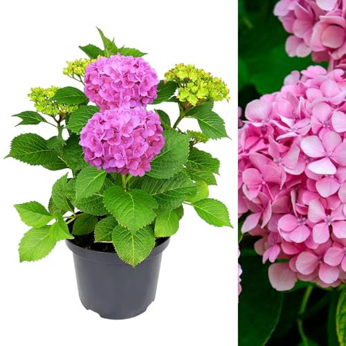 Carbeth Plants Pink Hydrangea Macrophylla Plant 5 Litre Pot - Hydrangea Plants Outdoor Garden Ready to Plant - 50-60cm Hydrangeas Potted Flowering Shrub