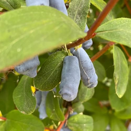 semi di mirtillo siberiano honeyberry, estremamente resistenti, varietà antiche, all'esterno, 200pcs