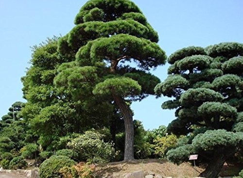 Graines d'arbres BONSAI DE JARDIN Graines d'arbres de pin blanc Podo Carpus Graines de plantes d'arbustes à feuilles persistantes Paquet de 100 graines