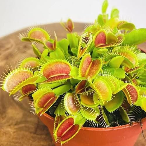 Planta Carnívora Natural Venus Atrapamoscas para Interior y Exterior