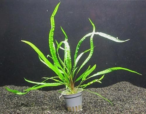 florari Cryptocoryne crispatula var. balansae/Genoppter Wasserkelch im Topf