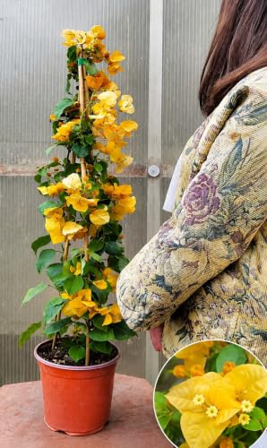 POWERS TO FLOWERS - BOUGAINVILLEA, BUGANVILLEA GIALLA IN VASO 19CM DIAMETRO, ALTEZZA 70CM, pianta vera