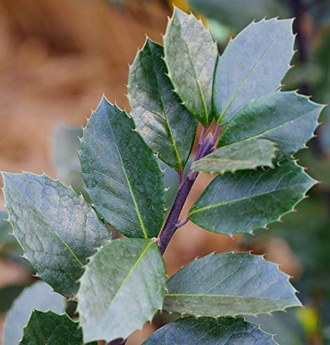 Hochstamm Stechpalme Ilex Heckenblau® 80-100cm - Ilex meserveae - lebende Gartenpflanze aus den Baumschulen
