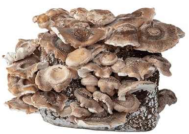 Hawlik Pilzbrut - BIO Shiitake Mushroom Growing Set - 2.5 kg Ready Prepared Mushroom Substrate with Mycelium - Shiitake Mushroom Growing Set - Complete Set for Growing at Home - Mushroom Grow Kit