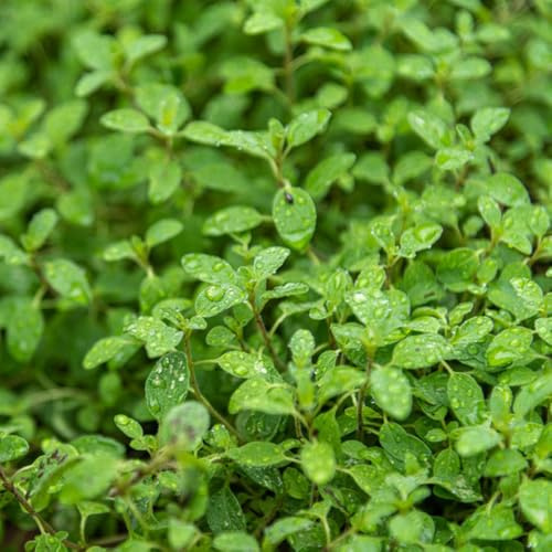 Semi di maggiorana, balcone con lettino per Origano majorana, balcone del giardino orto sul balcone 200pcs