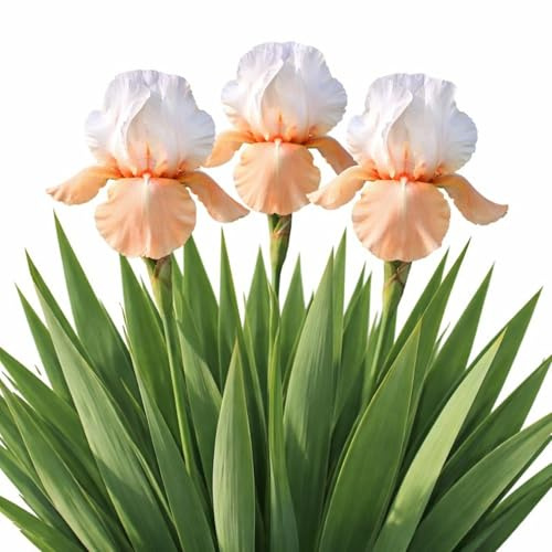 Easy to Grow Bearded Iris Invitation 3 Plant Bulbs - Orange & White Flowers Spring to Fall, Full Sun Low Maintenance Zones 3-10