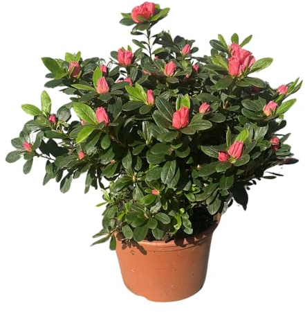 Azalea da Esterno in Vaso 22 Cm | Pianta Acidofila Sempreverde con Fioritura Primaverile | Prodotta in Italia | Chioma 40-50 cm | Vaso Riciclato (Rosa sfumato fiore doppio)