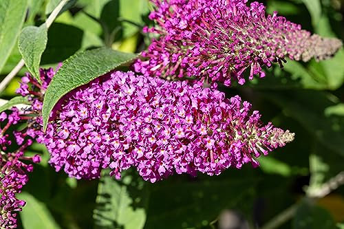Sommerflieder Royal Red 40–60 cm im Topf | 1x Buddleja davidii Flieder | Blühender Schmetterlingsstrauch purpurrot & bienenfreundlich | winterhart & sofort pflanzbar