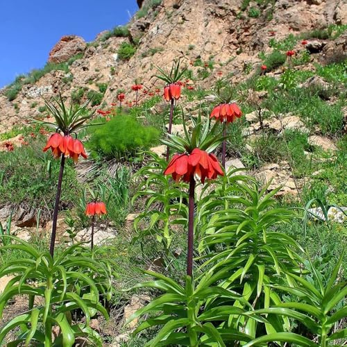 tuberi corona imperiale corona imperiale - in vaso, rari primaverili, lungo periodo di giardino decorazione balcone rizoma 8bulbi