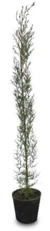 Verdecora Ciprés Común | Ciprés Mediterranéo | Cupressus Sempervirens | Planta natural de exterior | Árbol para jardín, terraza, balcón (maceta 5L)