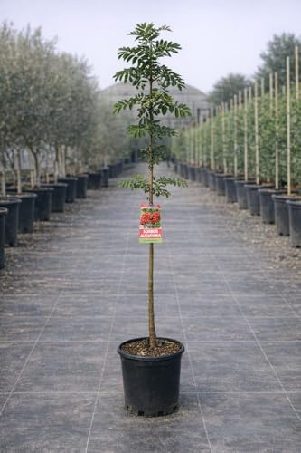 Serbal de los Cazadores (Sorbus aucuparia) 10L – Árbol Ornamental con Frutos Rojos Decorativos