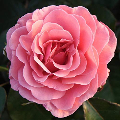 Carbeth Plants Rose Bush Amazing Grace - 1 Rose Plant in 3L Pot - Potted Roses Plants Outdoor Garden Ready to Plant Flowers - Ideal Flowers for Garden Growing in Bed, Borders and Patio Pots