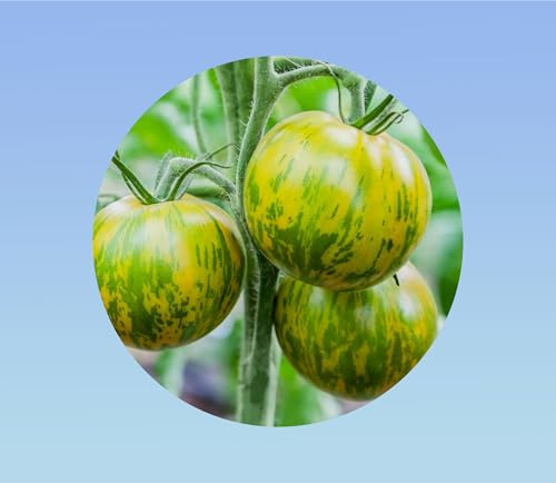 80 graines de tomate green zebra -tomato solanum lycopersicum - rayure verte -