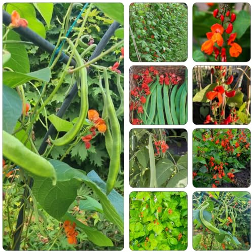 Feuerbohnen - Phaseolus coccineus gartenkräuter topfpflanzen draußen winterhart kräutergarten küche winterharte kübelpflanzen balkonpflanzen kletterpflanze pflanztopf Bohnensamen 25samen