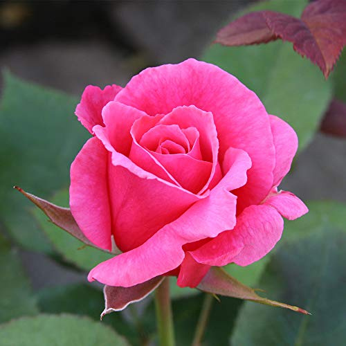 Heirloom Roses Rose Plant - Electron® Pink Rose Bush, Hybrid Tea Live Plant for Planting Outdoors