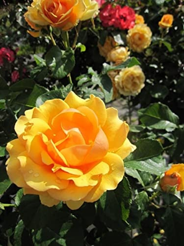 Stammrose Amber Queen® - bernsteinfarbend - duftend++ - Rosa Amber Queen®