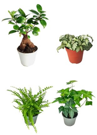 I Giardini di Giulia | Kit de 4 plants verts pour Terrarium Fai-da-Te | Ficus Ginseng Mini, Fittonia, Fougère, Lierre | Plantes vivantes d'intérieur faciles à entretenir (Fittonia Bianca)