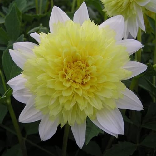 Dahlie Freya's Paso Doble | 1 Stück | Knolle | Gelb | Weiß | 100% Blütegarantie | QFB Gardening
