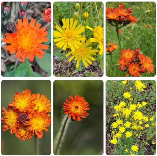Habichtskraut pflanzensamen wildblumen balkonblumen balkon deko herbstblumen winterhart indoor garten blumensamen blumensaat kräuterpflanzen frühlingsblumen schnittblumen 130samen