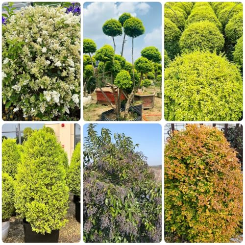 ligustro in vaso da balcone ligustro da appartamento che purificano l'aria arbusti a crescita verdi, appartamento giardino resistenti semi di tappezzanti 500semi